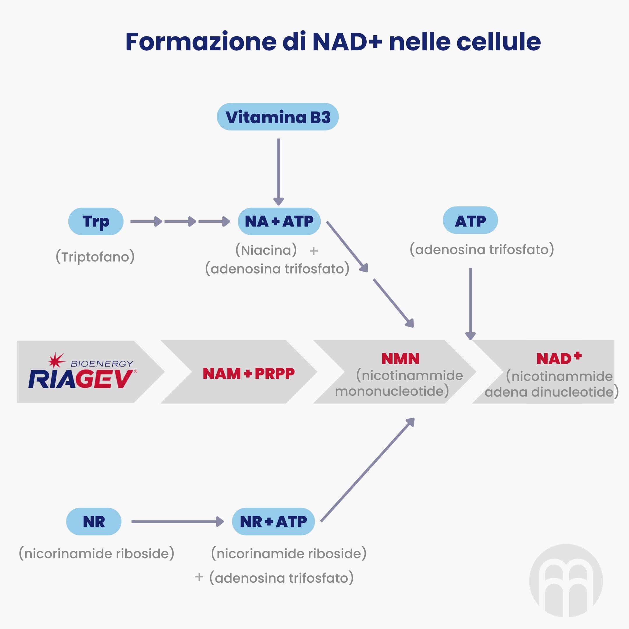 Formazione di NAD+ nelle cellule
